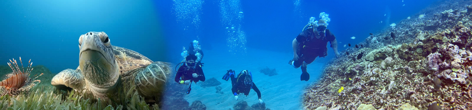 CERTIFIED SCUBA Shore Dive at Sea Turtle Cove 