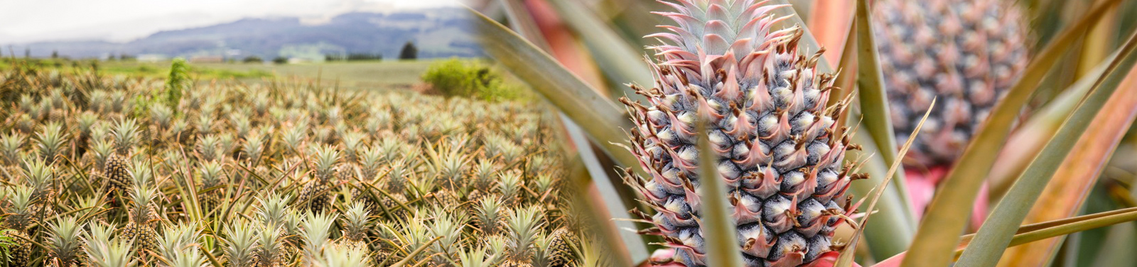 Maui Pineapple Tour - Maui Pineapple Tours 