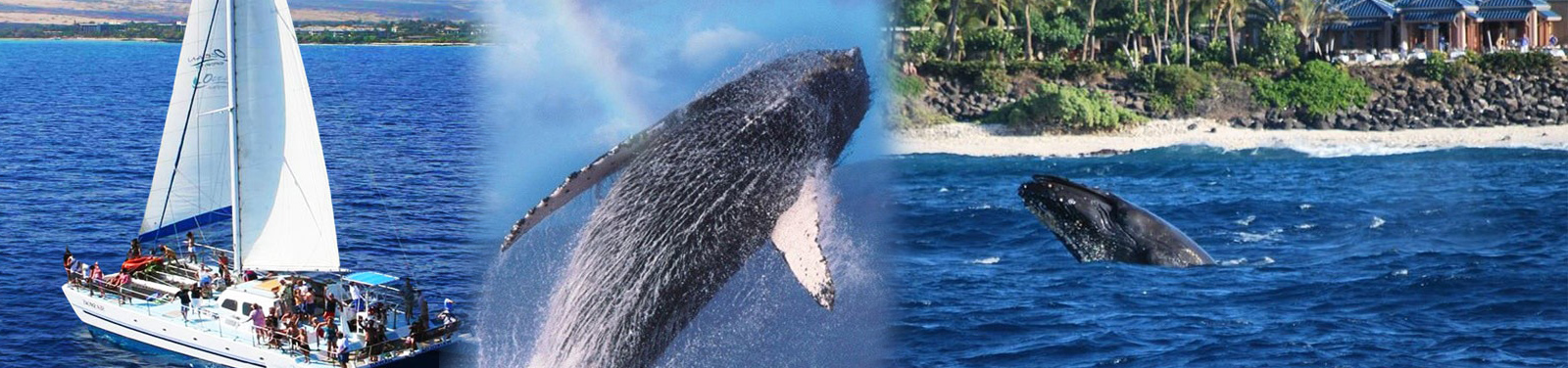 Wake up with the Whales 