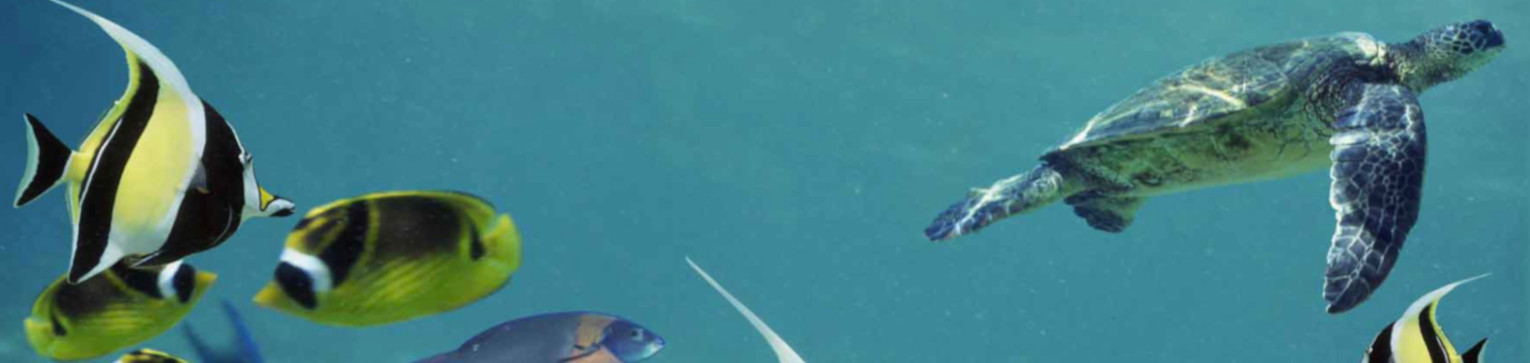 big island glass bottom boats