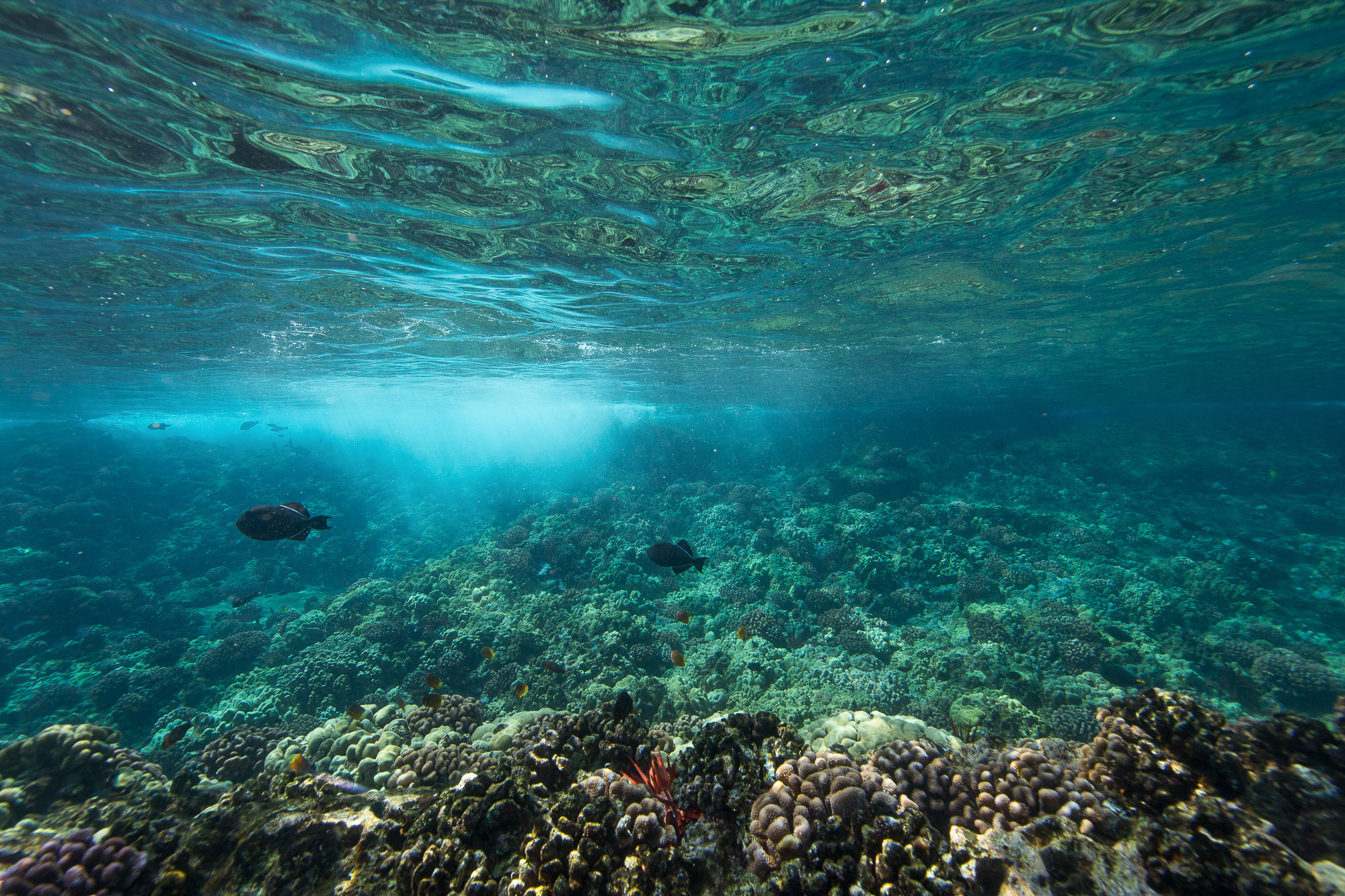 Coral Reef