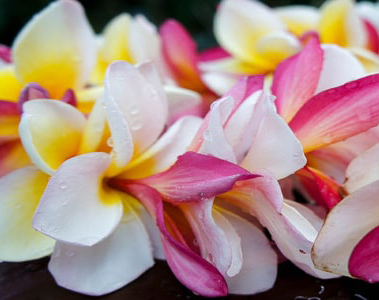 Kauai Lei Greeting at Lihue Airport 