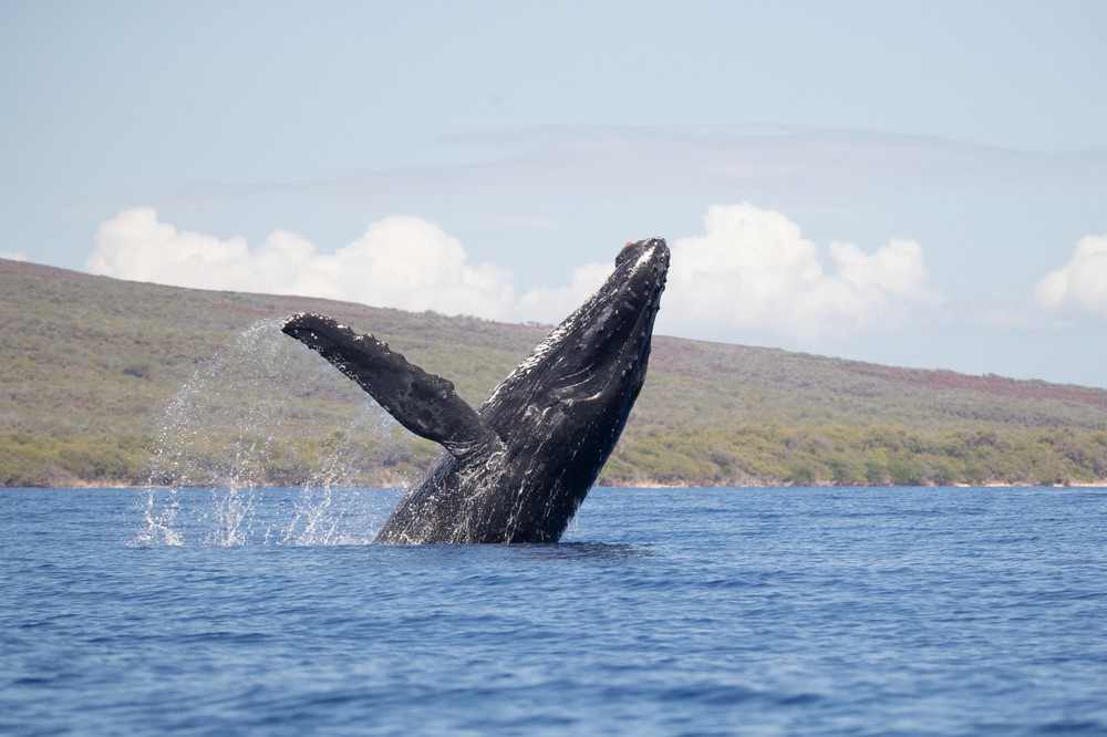 Quicksilver - Maui Whale Watching Tour