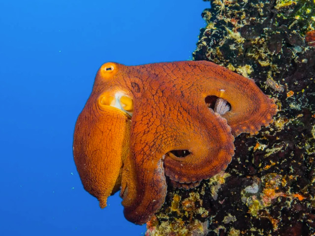 octopus
