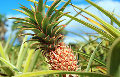 Maui Pineapple Tours 