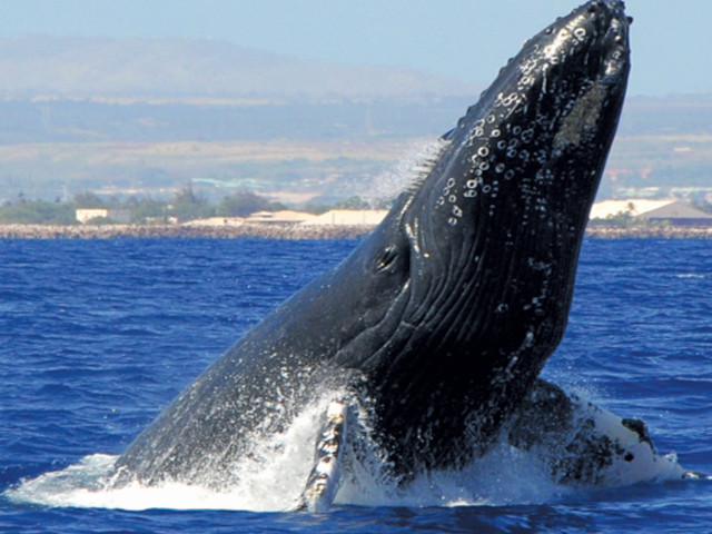 star of honolulu Early Bird Whale Watch Cruise